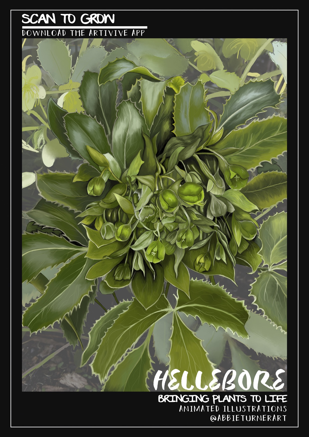 Interactive Digital Illustration of a Hellebore, used to create an engaging and educational experience for visitors at the Cambridge University Botanical Gardens, created using Adobe Photoshop and Wacom Graphics Tablet - Abbie Turner
