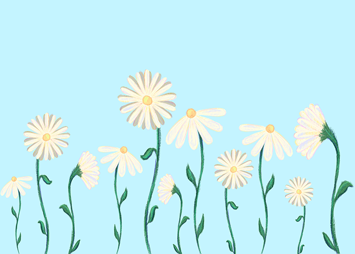 A wall of daisies designed and created for a client’s ‘Zine’ project. Drawn within Procreate using technique brushes. Lilly Boggis.