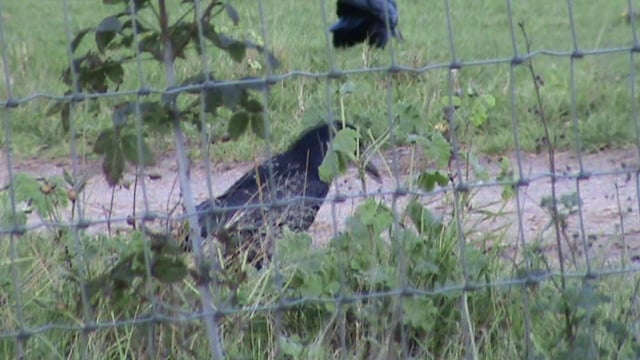 Corvids behind fencing wire