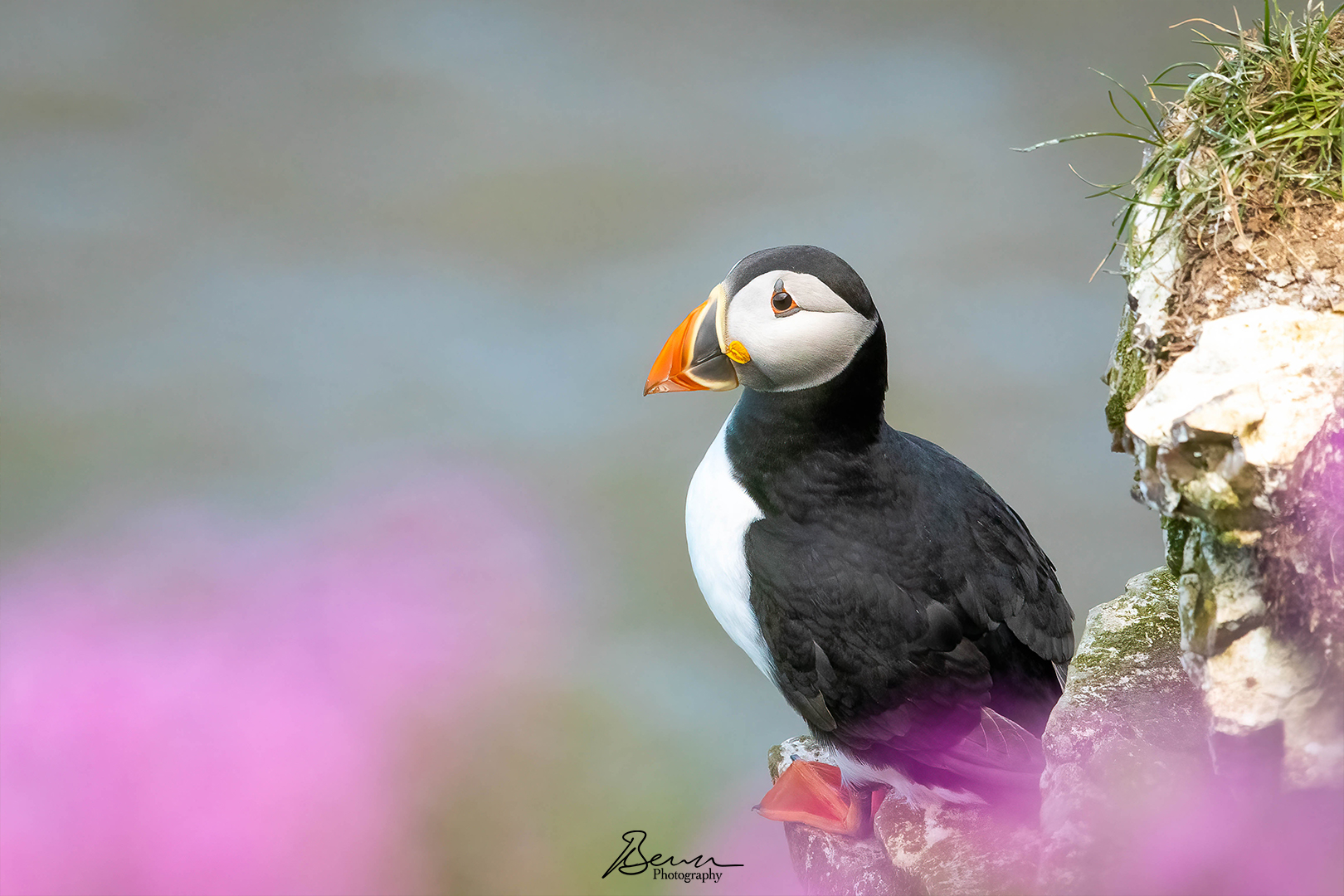 “Puffin and pink flowers”. A puffin perched on a cliff edge at RSPB Bempton cliffs, surrounded by pink nettle flowers.