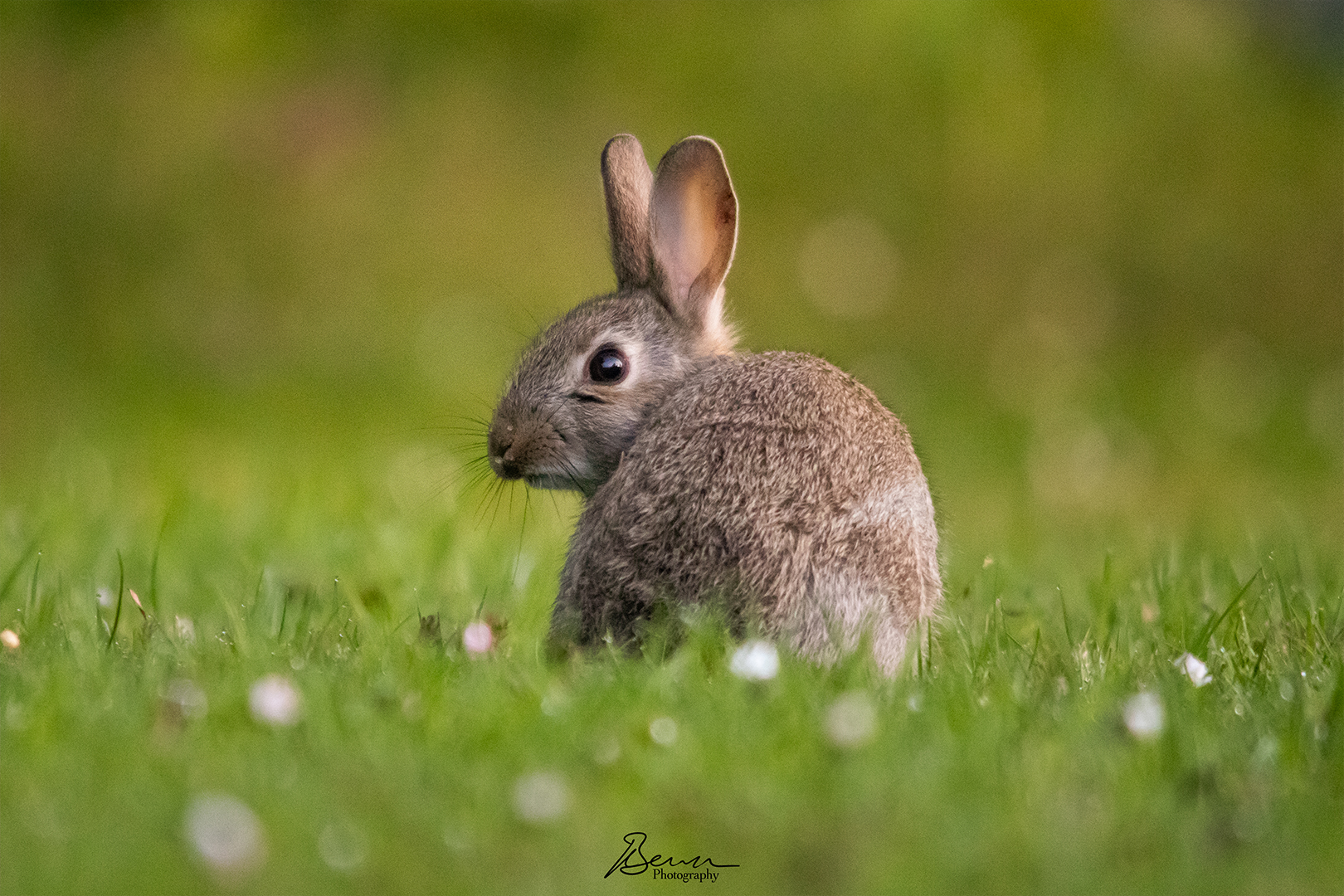 “Dawn rabbit”. A rabbit with morning dew on its nose after sniffing around at dawn for the freshest of grass to nibble on.