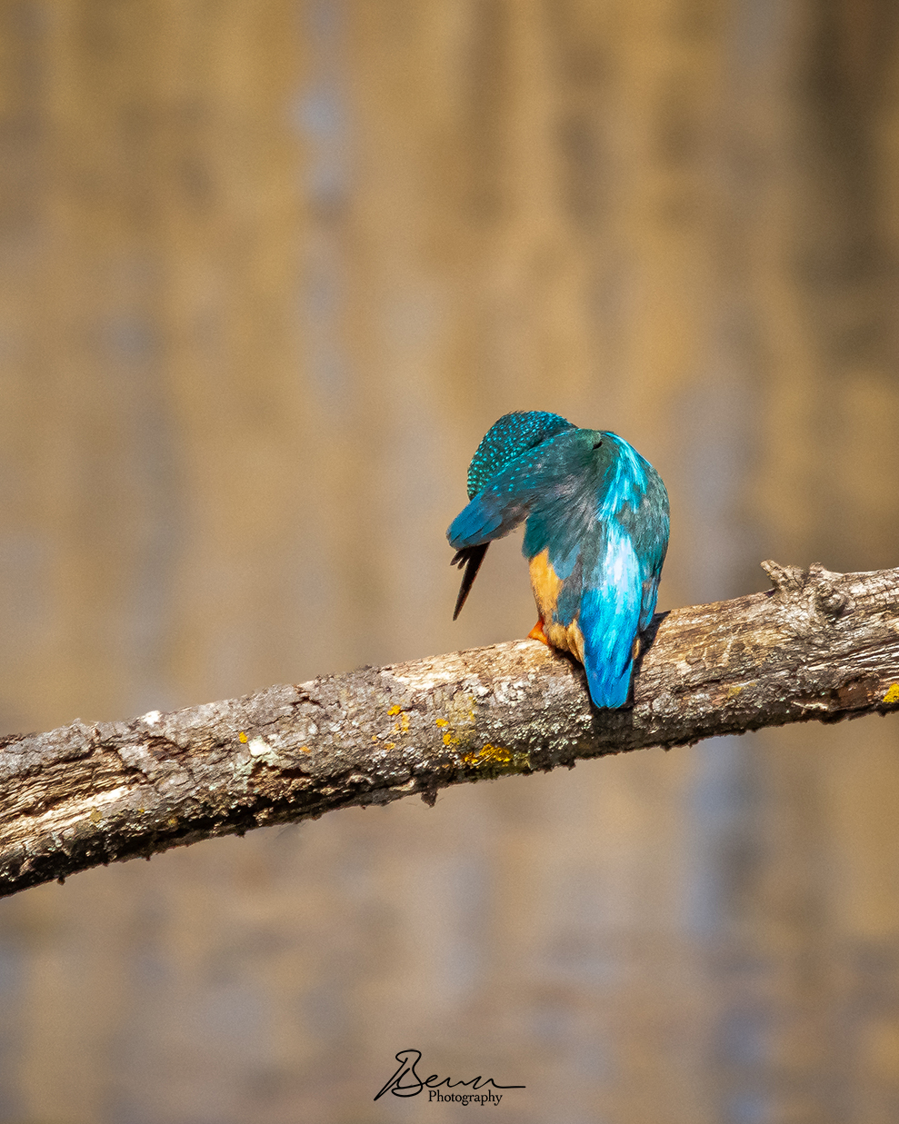 “Shy Kingfisher”. A kingfisher that clearly isn’t too fond of its picture being taken!