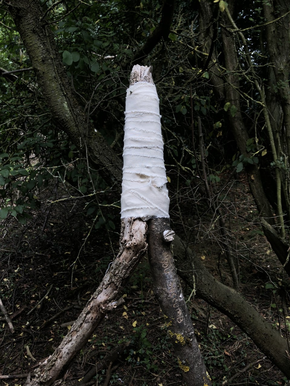 'You Succumb', 2021. Two carved branches held together with bandage in the woods.