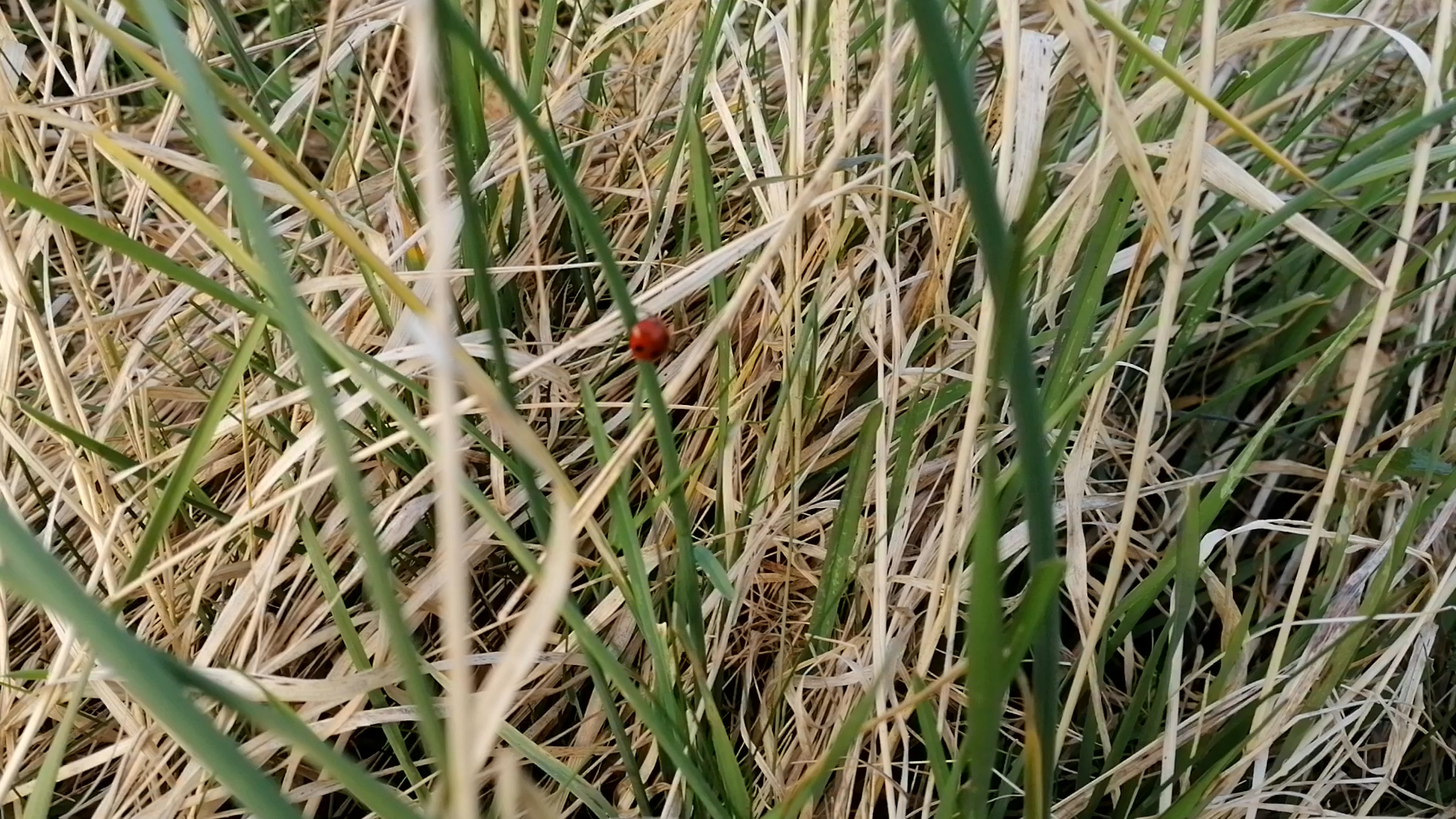 if i could be a ladybird, i / would fly to the smallest / corner of the forest in the southern / Carpathian mountains so i / could taste the morning dew / and feel the evening breeze. Still from video (2022).