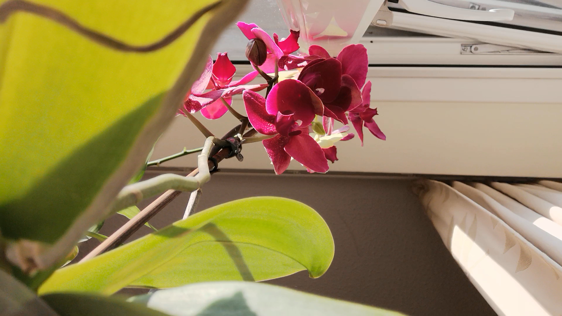 what would it be like to / be an orchid on the windowsill, / draped by sunlight in the / afternoon and covered by shadow / at night? would my roots grow? Still from video (2022).