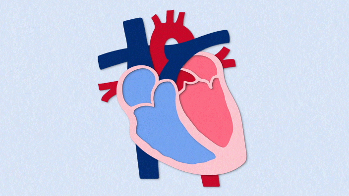 Fibrosis Explained - Heart