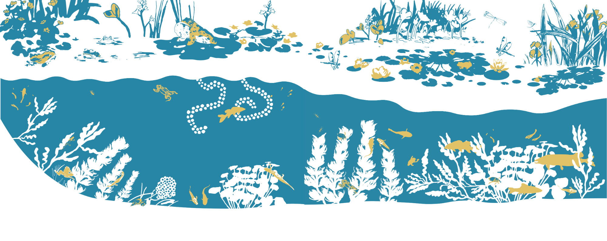 This image is based on a text about the ecosystem of a pond. The illustration above is showing spring on the left moving into summer on the right. The full image including all seasons can be found at elineveening.com.