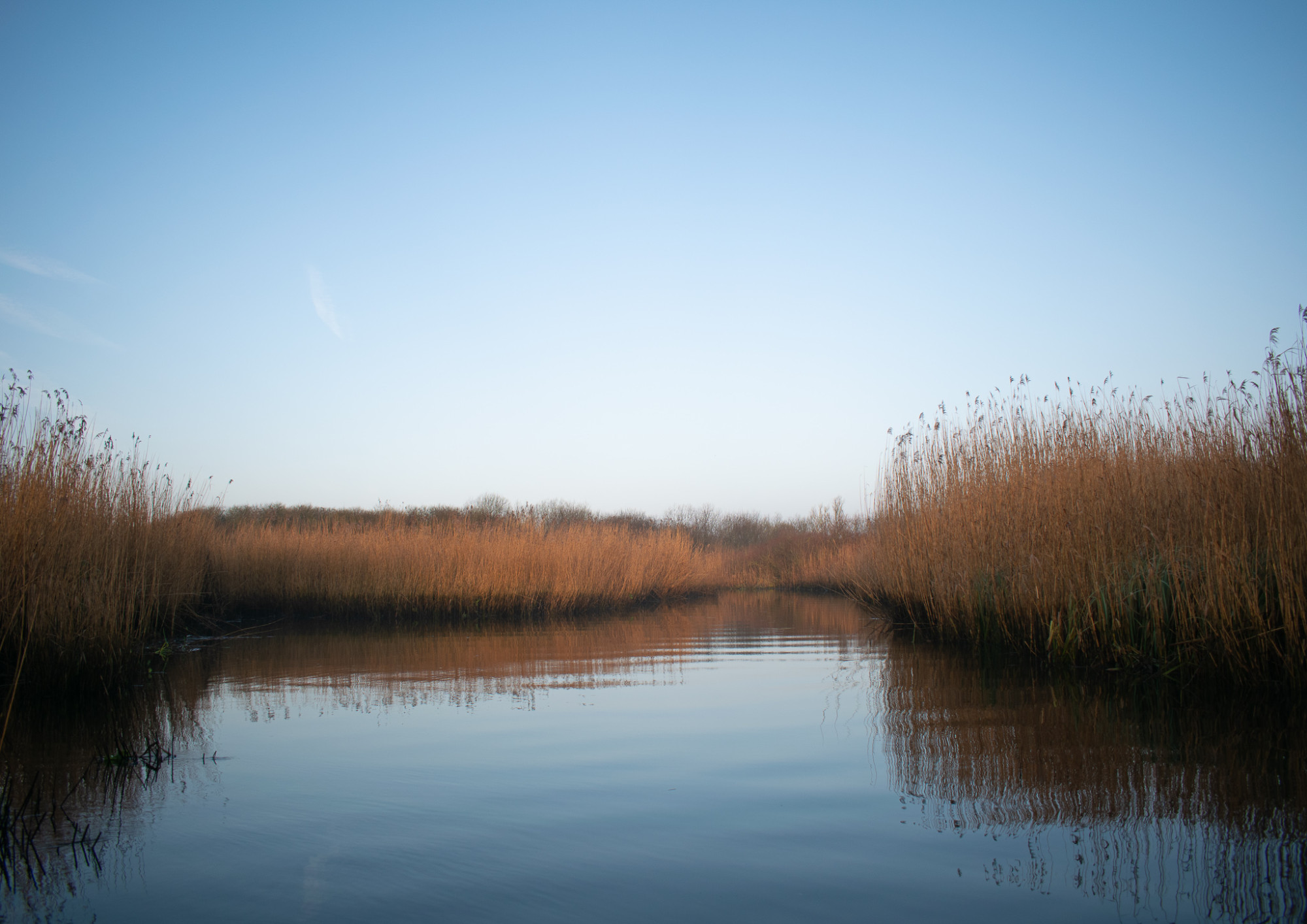 Surlingham Broad. This photo was taken while rowing through the reeds just after sunrise on Surlingham Broad.
