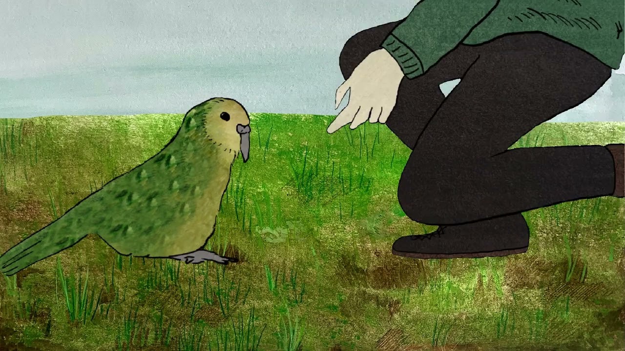 The Story of The Kākāpō. An animation raising awareness for an endangered species of bird in New Zealand.