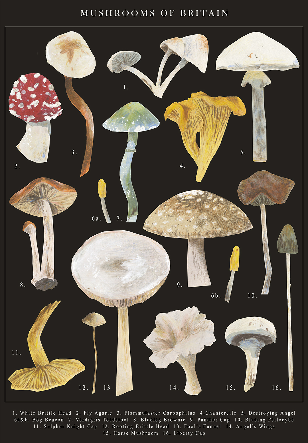 Mushrooms of Britain. A poster of different mushrooms found in Britain, the mushrooms were made from painted paper and coloured pencils.