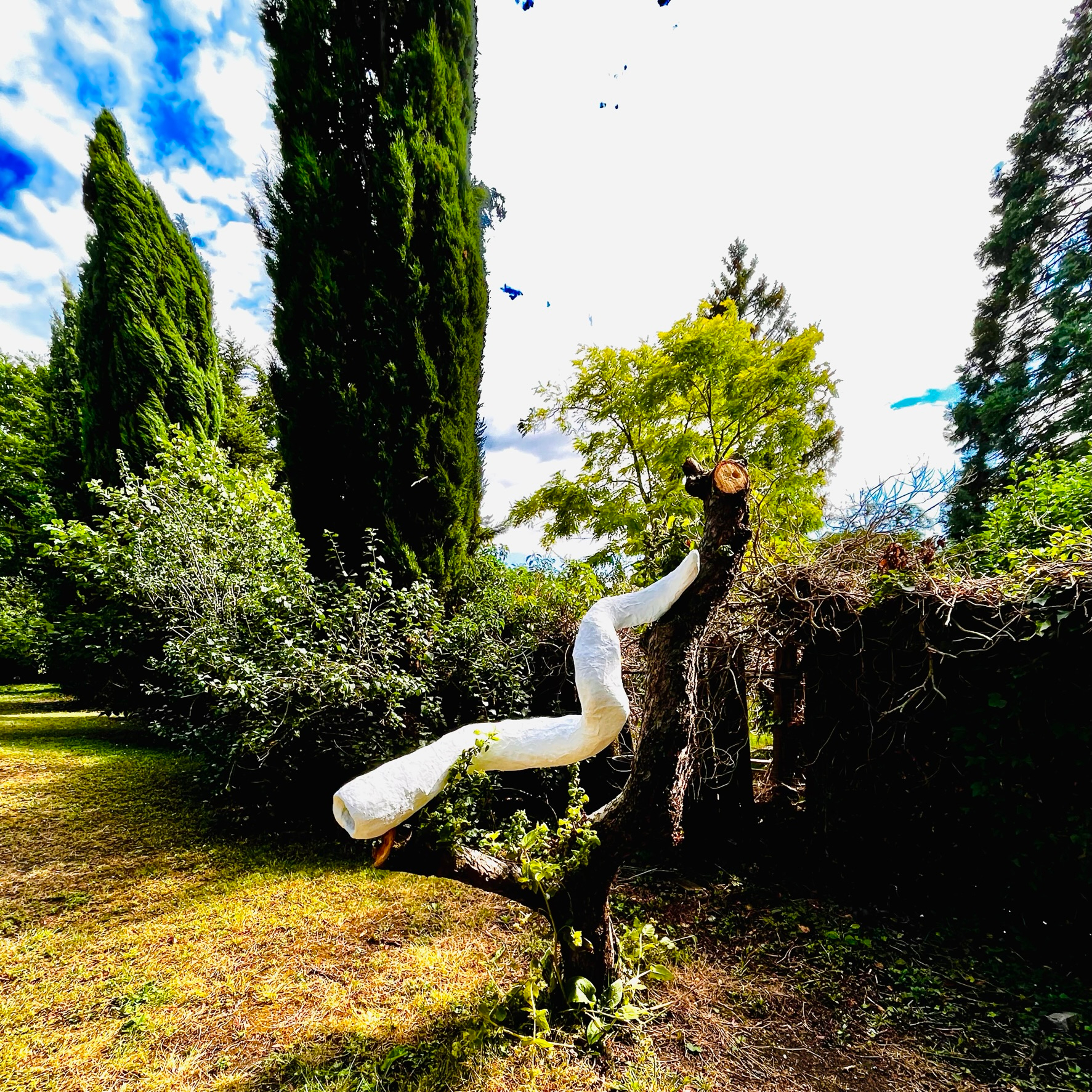 Tentacle Tree, 2023 Sculpture (wire, papier-mache and plaster) displayed in tree
